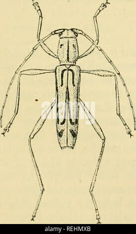 . Coleoptera. Vol. I. [Longicornia. Part I.]. Beetles; Cerambycidae. DEMOXAX. 281 Many of the species included in this genus are narrow and elongated like those of Wiaphwna, Pasc. ; others, with subglobose prothorax and relatively shorter elytra, resemble the majority of forms belonging to the genus Ccdochjtus, Eairm. They are dis- tinguished irom both the above genera by the presence of spines at the apex of the third, fourth and sometimes also the fifth and sixth antennal joints. In certain species such as those on which the genera Grammogmphus and Elezira were founded, the antennal spines a Stock Photo