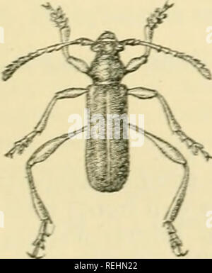 . Coleoptera. Vol. I. [Longicornia. Part I.]. Beetles; Cerambycidae. IPOTHALIA. 223 to the fourth and fifth united, these subequal; sixth to tenth gradually shorter, compressed and dilated, produced each into a short angular process at the apex on the anterior side, eleventh scarcely longer than the tenth. Prothorax armed with an obtuse conical tubercle at the middle of each side. Elytra moderately long, more or less parallel-sided, rounded at the apex. Hind legs much longer than the middle pair, and these a little longer than the front'legs ; femora distinctly but not abruptly clavate, sub- p Stock Photo