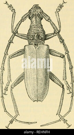 . Coleoptera. Vol. I. [Longicornia. Part I.]. Beetles; Cerambycidae. 132 CEBxVilBYCID^. antennjB of the female shorter than the body, more pubescent than those of the male, the first joint sparsely punctured, the thh-d and succeeding joints somewhat flattened above, but not roughened at ° the edges. Prothorax a little longer than broad; the disc with a slightly raised oblong space in the middle, the rest of the surface rather strongly transversely wrinkled but witli the ridges more or less broken and convolute towards the sides. Elytra with a slight elevation close to the suture at about one-f Stock Photo