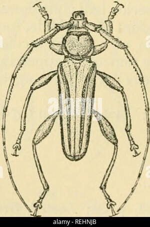 . Coleoptera. Vol. I. [Longicornia. Part I.]. Beetles; Cerambycidae. 106 CERAMBYCID^. the lower lobes extended close to the uiandibular edge of the geuae ; mandibles oblique, straight at base, turned in at right angles at the apex. Antennae of cj&quot; about one-third to tmce longer than the body; first joint stout, asperate, its apex with sharp upper edge and acutely produced anterior angle or spine ; third to tifth thickened, asperate, the third shorter than the fourth or fifth ; sixth to tenth subequal, each much shorter than the fifth ; antenna; of 2 a little longer than the body, joints t Stock Photo