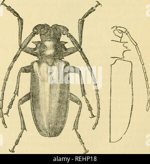 . Coleoptera. Vol. I. [Longicornia. Part I.]. Beetles; Cerambycidae. 20 CEBAMBYCIDjE, with a basal band and spaces on the disk coarsely punctate and subn'tid. Elytra broadly rounded, slightly truncate at the apex ; epipleures distinct, strongly dilated at the base, the upper edge there directed being towards the shoulder. Legs moderately long; front femora and tibiae densely but rather finely asperate; all the tibiae canaliculate. Intercoxale of prosternum raised, sub-horizontal and parallel-sided behind, vertically deflexed at the end. 2 . Antenna; much shorter than the body, smooth, nitid ;  Stock Photo