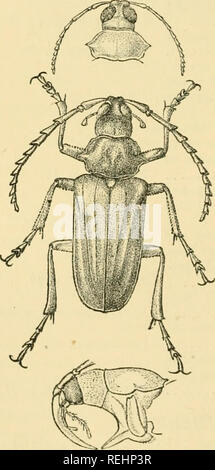 . Coleoptera. Vol. I. [Longicornia. Part I.]. Beetles; Cerambycidae. 6 CEEAMBTCID.E, depressed, separated from each other by a channel which is very narrow in front, gradually widened behind. Antennae scarcely reaching beyond the middle of the elytra, 12-joinled, with the third joint a little longer than the first and distinctly longer than the fourth, slightly produced and acute at the apex on the anterior side ; fourth to eleventh successively shorter, produced each into an angulate process at the apex on the anterior side. Pro- notum convex, somewhat transversely hexagonal in form, its side Stock Photo
