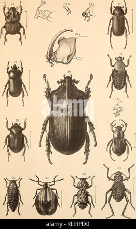 Coleopteren Tafel Iv Stock Photo 260480088 Alamy