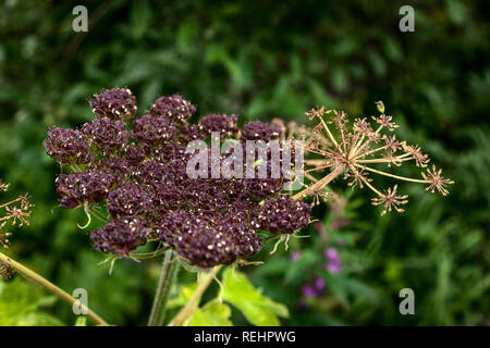 A showy seed head of a late summer cow parsnip plant. Hatchers Pass, Alaska Stock Photo