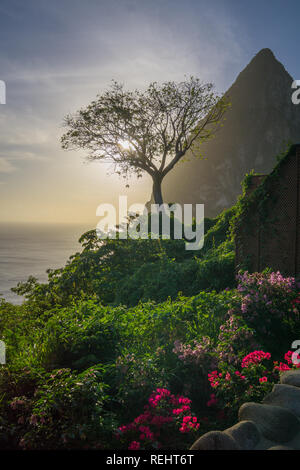St. Lucia Vacation in Paradise. View of the Pitons at sunset through a tree surrounded  by gorgeous vegetation and flowers. Stock Photo