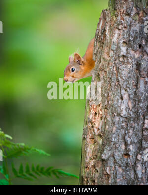 A curious endangered red squirrel peeking from behind a tree truck. Stock Photo