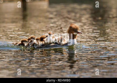 mother merganser with cute babies on her back Stock Photo