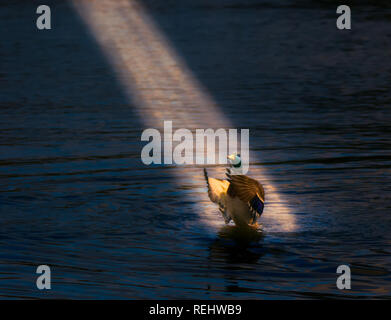 mallard duck performing in spotlight on a summer evening Stock Photo