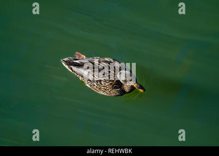 mallard duck swimming in lake in summer Stock Photo