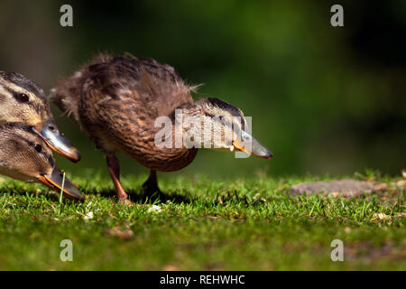 mallard duck ion the ground on a summer day Stock Photo