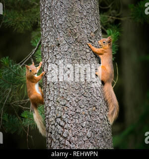 Two red squirrels being playful & chasing each other around & up a tree trunk in the woods. Stock Photo