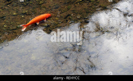 A single bright orange red koi fish in a river with tiny rain ripples on the water surface. Stock Photo