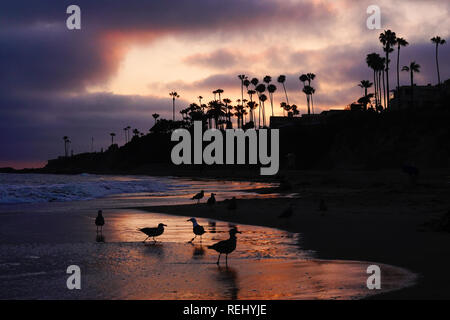 Seagulls sit on the waters edge during sunset in Laguna Beach, California. Stock Photo