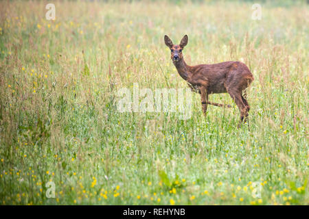 Wounded Roe deer (Capreolus capreolumale). Female. Boekesteyn rural estate. 's-Gravelandse Buitenplaatsen, 's-Graveland, The Netherlands. Stock Photo