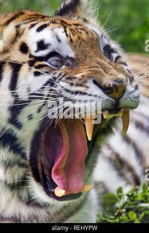 Siberian tiger - Panthera tigris altaica Stock Photo