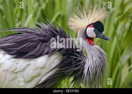 Black crowned crane - Balearica pavonina Stock Photo