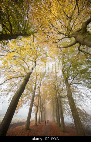The Netherlands, 's-Graveland, 's-Gravelandse Buitenplaatsen. Boekesteyn rural estate. Autumn colours. Women jogging in beech lane. Stock Photo
