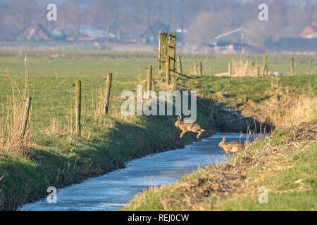 The Netherlands, Eemnes, Eem Polder, Eempolder, Winter, frost. Pair of hares crossing ditch by jumping over the frozen water. Stock Photo