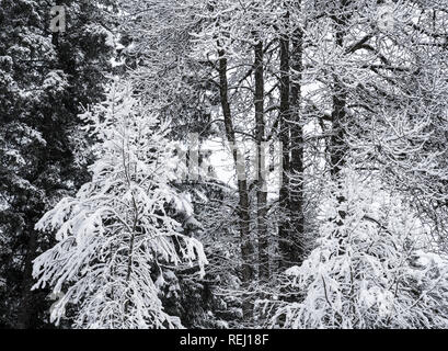 Snow on three different types of trees in a forest. Stock Photo