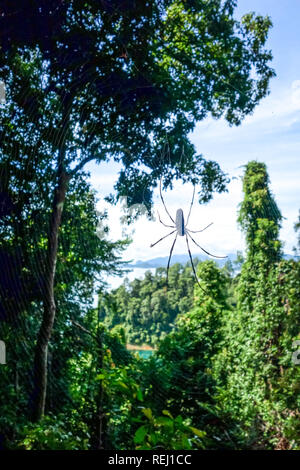 Giant spider in his web in Khao National Park Thailand Stock Photo - Alamy