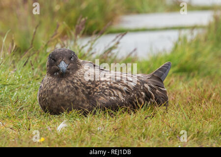 Great Skua looking at the camera while nesting Stock Photo