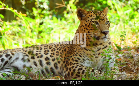 Leopard in tree in afternoon light- Snmek Stock Photo
