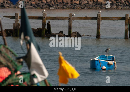 Heron perched on rowing boat moored on the River Coquet, Amble, Northumberland Stock Photo
