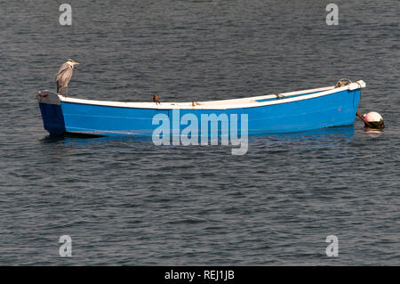 Heron perched on rowing boat moored on the River Coquet, Amble, Northumberland Stock Photo