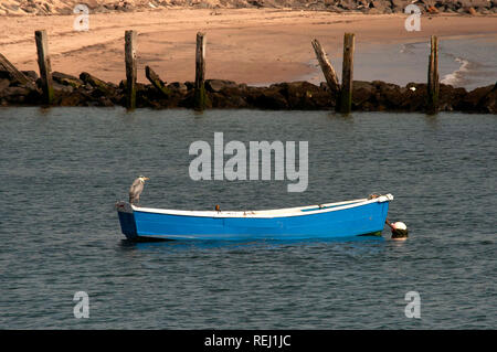 Heron perched on rowing boat moored on the River Coquet, Amble, Northumberland Stock Photo