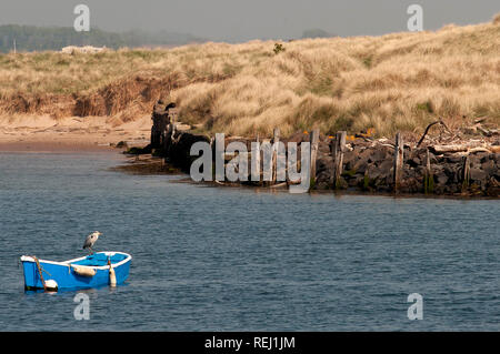 Heron perched on rowing boat moored on the River Coquet, Amble, Northumberland Stock Photo