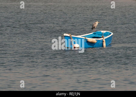 Heron perched on rowing boat moored on the River Coquet, Amble, Northumberland Stock Photo