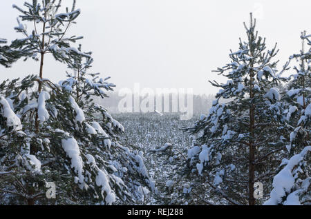 Winter beautiful landscape with a lonely house in the distance among the spruce forest in white snow during snowfall Stock Photo