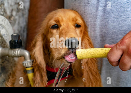 thirsty Dog puppy cocker spaniel while drinking water Stock Photo