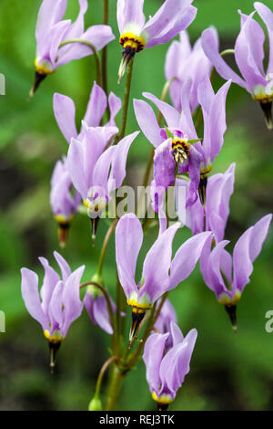 Shooting Star Dodecatheon meadia