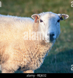 sheep ewe with ears tagged chewing grass looking at camera Stock Photo