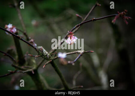Cherry blossoms opening on branch, Stock Photo