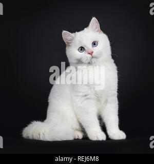 British shorthair hot sale silver point