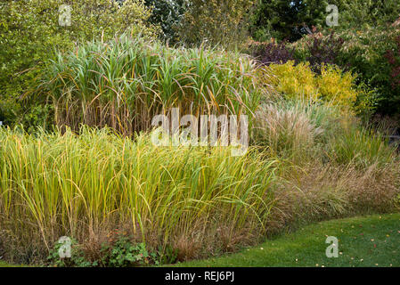 Mixed grasses in an ornimental garden border Stock Photo