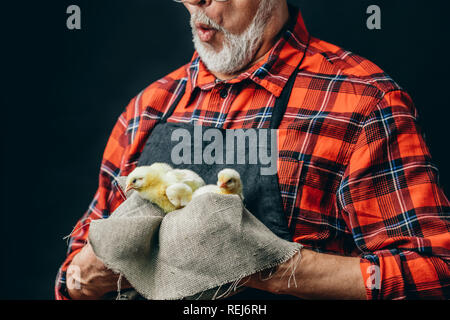 old farmer is singing songs to little chickens Stock Photo