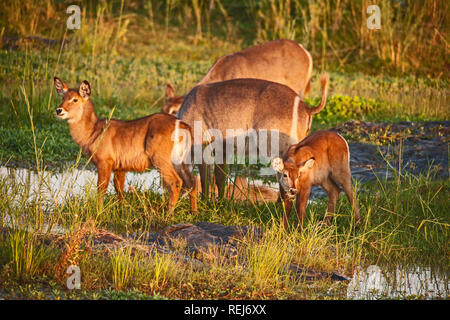 Waterbuck female and two young. Stock Photo