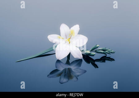 White freesia and buds reflected in blue plain background Stock Photo