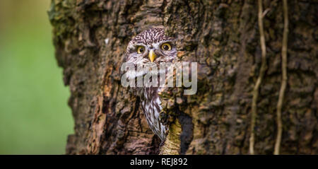 Portrait of a captive Little Owl looking out from its hiding place in a woodland tree hole