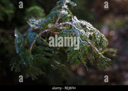 Green thuja branches covered with transparent ice in winter season Stock Photo