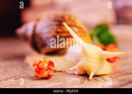 Yellow big achatina snail and cloudberry on a surface Stock Photo