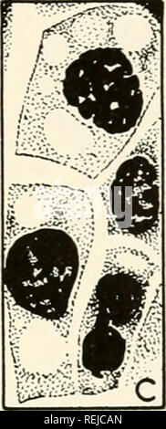 . Colchicine in agriculture, medicine, biology, and chemistry. Colchicine; Colchicine. . Please note that these images are extracted from scanned page images that may have been digitally enhanced for readability - coloration and appearance of these illustrations may not perfectly resemble the original work.. Eigsti, O. J. (Orie Jacob), 1908-; Dustin, Pierre. Ames, Iowa State College Press Stock Photo