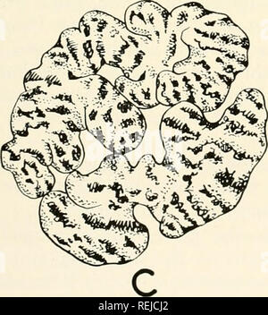 . Colchicine in agriculture, medicine, biology, and chemistry. Colchicine; Colchicine. . Please note that these images are extracted from scanned page images that may have been digitally enhanced for readability - coloration and appearance of these illustrations may not perfectly resemble the original work.. Eigsti, O. J. (Orie Jacob), 1908-; Dustin, Pierre. Ames, Iowa State College Press Stock Photo