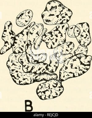 . Colchicine in agriculture, medicine, biology, and chemistry. Colchicine; Colchicine. . Please note that these images are extracted from scanned page images that may have been digitally enhanced for readability - coloration and appearance of these illustrations may not perfectly resemble the original work.. Eigsti, O. J. (Orie Jacob), 1908-; Dustin, Pierre. Ames, Iowa State College Press Stock Photo