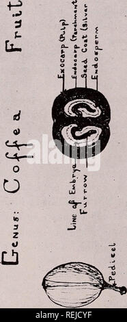 . Coffee : a monograph of the economic species of the genus Coffea L.. Coffee; Caffeine; Coffeehouses. f «) CO s 4 «. Please note that these images are extracted from scanned page images that may have been digitally enhanced for readability - coloration and appearance of these illustrations may not perfectly resemble the original work.. Cheney, Ralph Holt, 1896-. New York : New York University Press Stock Photo