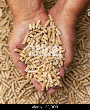 Alternative biofuel from sawdust wood pellets in hands. Stock Photo