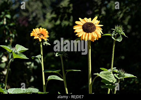 Yellow Daisy On Long Stem Stock Photo